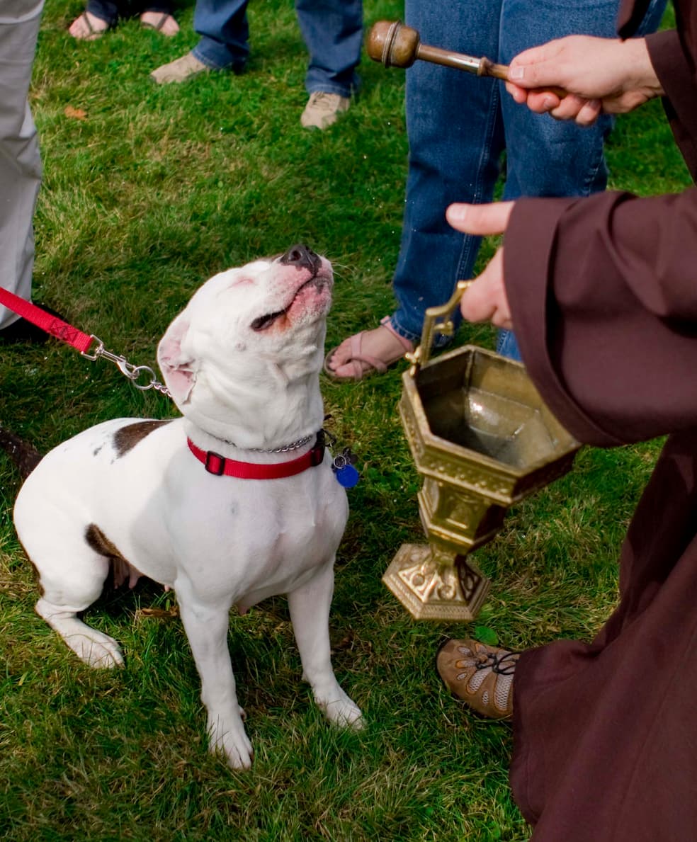 Dierenzegeningen worden meestal gehouden op of rond 4 oktober, de feestdag van Franciscus van Assisi, patroonheilige van de dieren