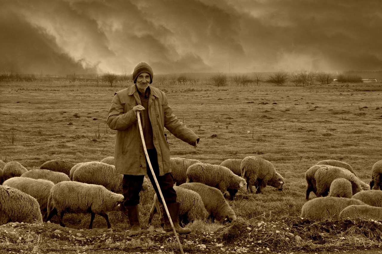 Een herder hoedt zijn schapen en kijkt de camera lachend aan.