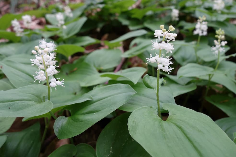 Dalkruid (Maianthemum bifolium) groeit in groepen en krijgt na de bloei rode bessen