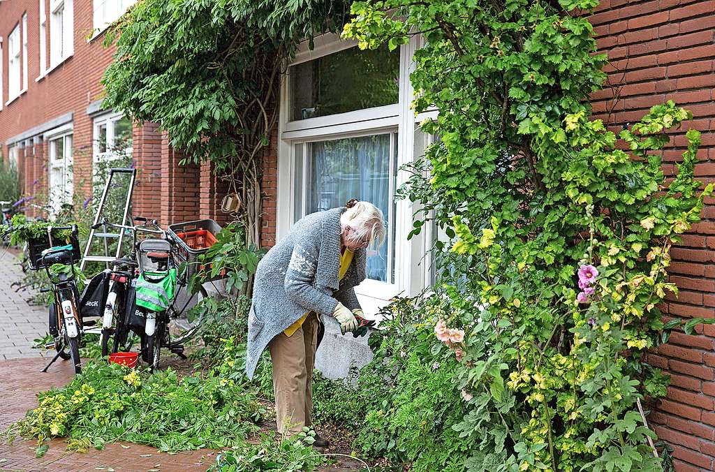 Een geveltuin brengt groen en rust in de bruisende en gejaagde stadsomgeving. © Anke Teunissen