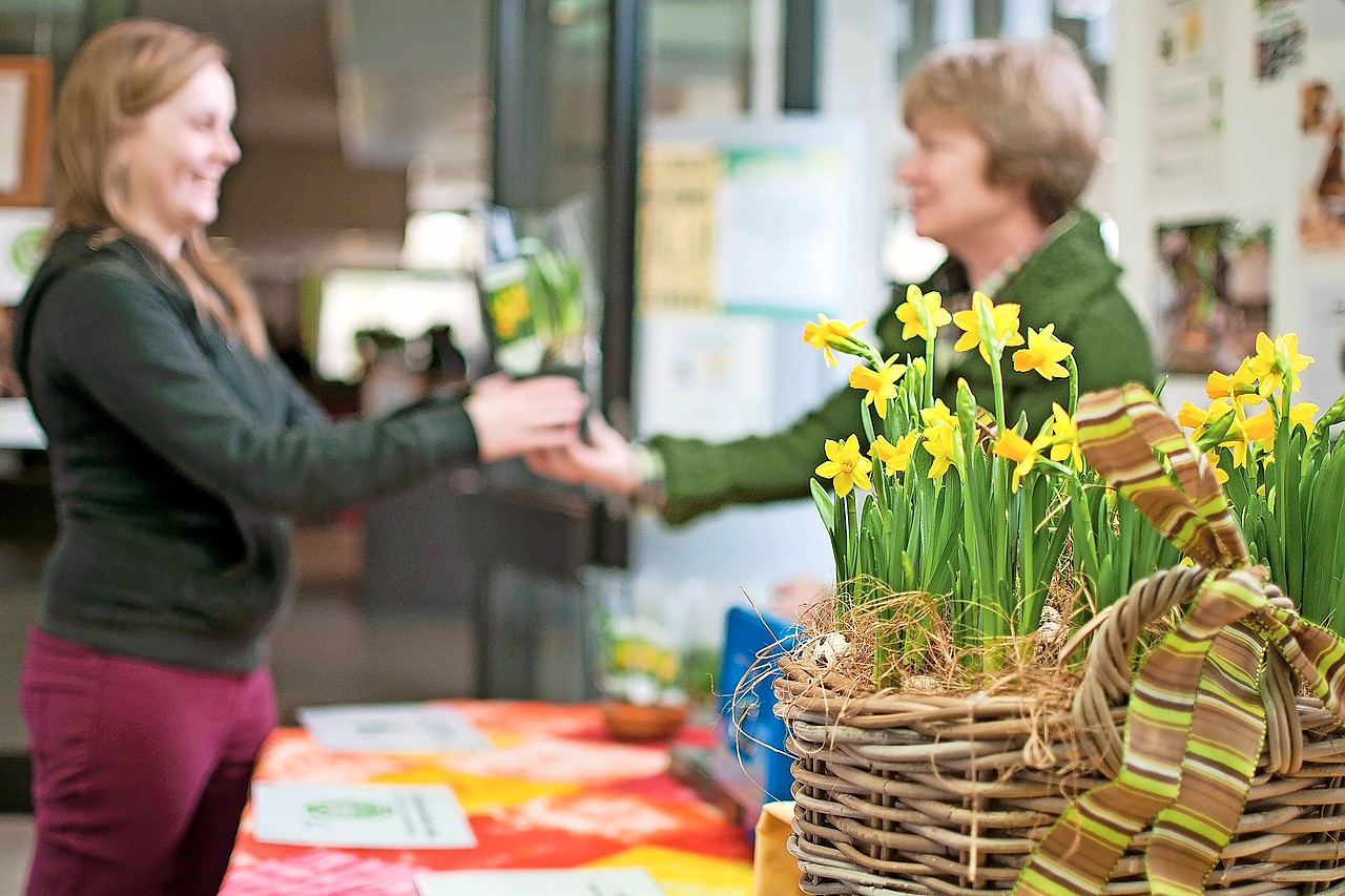 Wie narcissen wil verkopen tijdens de vastenperiode kan best tijdig beginnen. © Broederlijk Delen