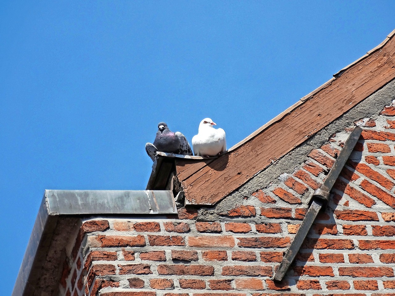 Broederlijk naast elkaar op de nok van de Onze-Lieve-Vrouw Geboortekerk in Lint. © Ilse Van Halst