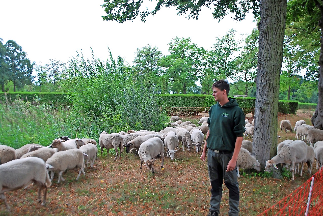 Lukas Janssens monstert zijn schapen die begraafplaats Schoonselhof in Antwerpen netjes houden. © Filip Ceulemans