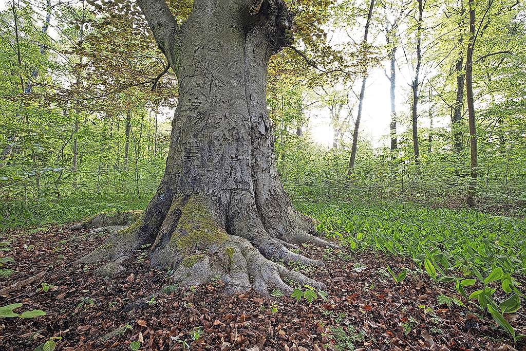 Net als bomen draagt elke mens in zichzelf de kracht tot nieuw leven. © Pixabay