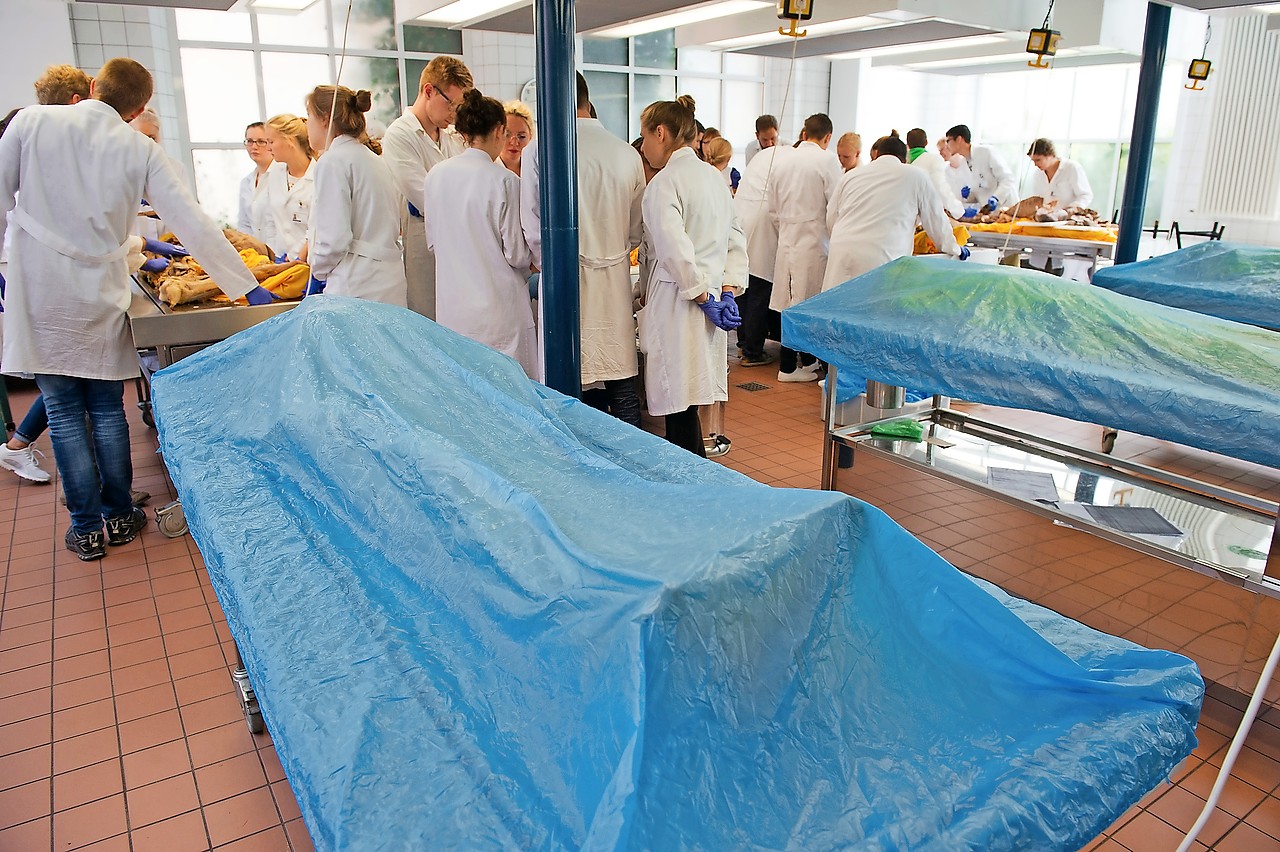 Lichamen blijven belangrijk voor het onderwijs, hier in de opleiding van chirurgen. © Belga Image