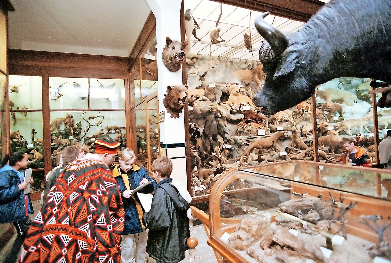 Gids in Ghanese klederdracht leidt scholieren rond tussen de vitrines met zo’n 1.500 opgezette dieren. © Belga Image