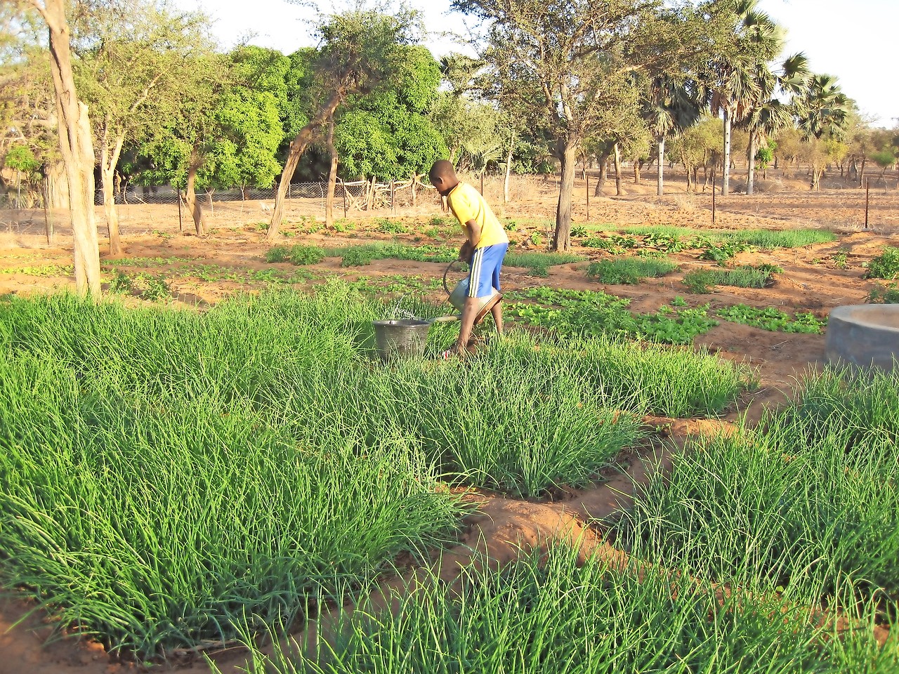 Planten worden in diepe bedden gezaaid om het water zoveel mogelijk vast te houden. © Gardens of Life