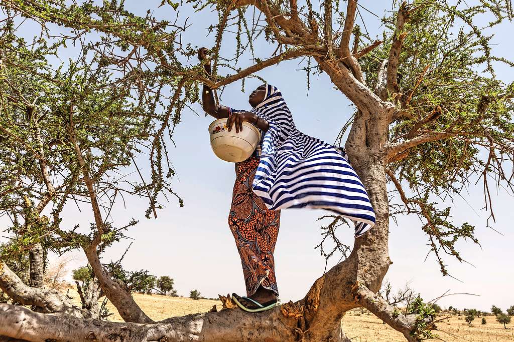Vrouwen plukken blaadjes uit de bomen om toch maar aan voedsel te geraken. © Johanna de Tessières/Caritas International