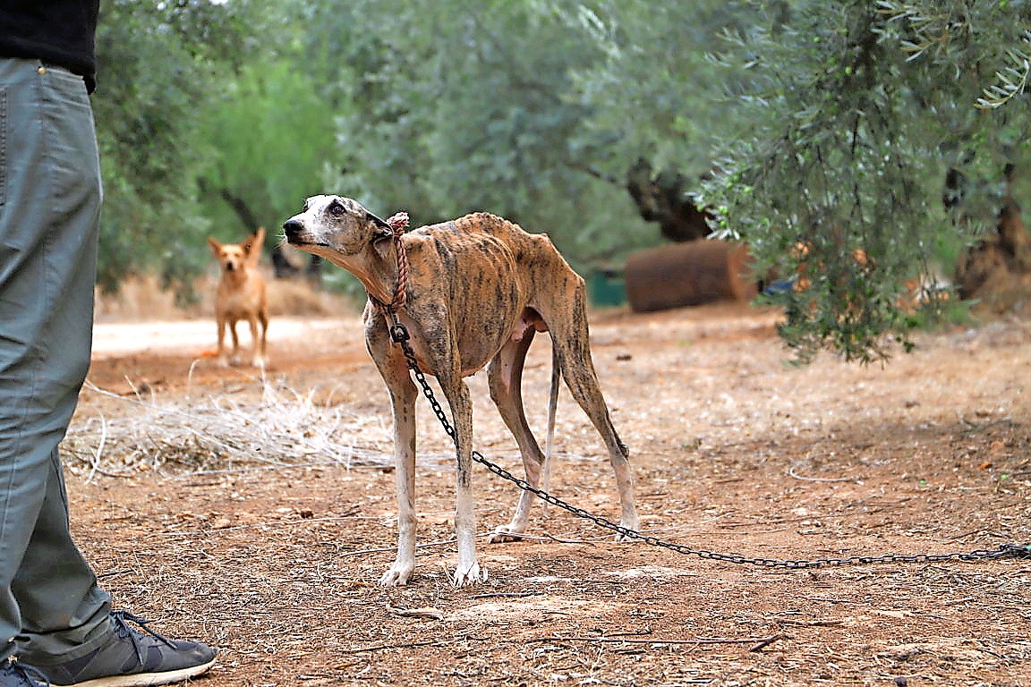 Zodra windhonden in Spanje hun toppunt voorbij zijn, worden ze doorgaans brutaal afgemaakt of gedumpt om de hongerdood te sterven. © Galgos del Sur