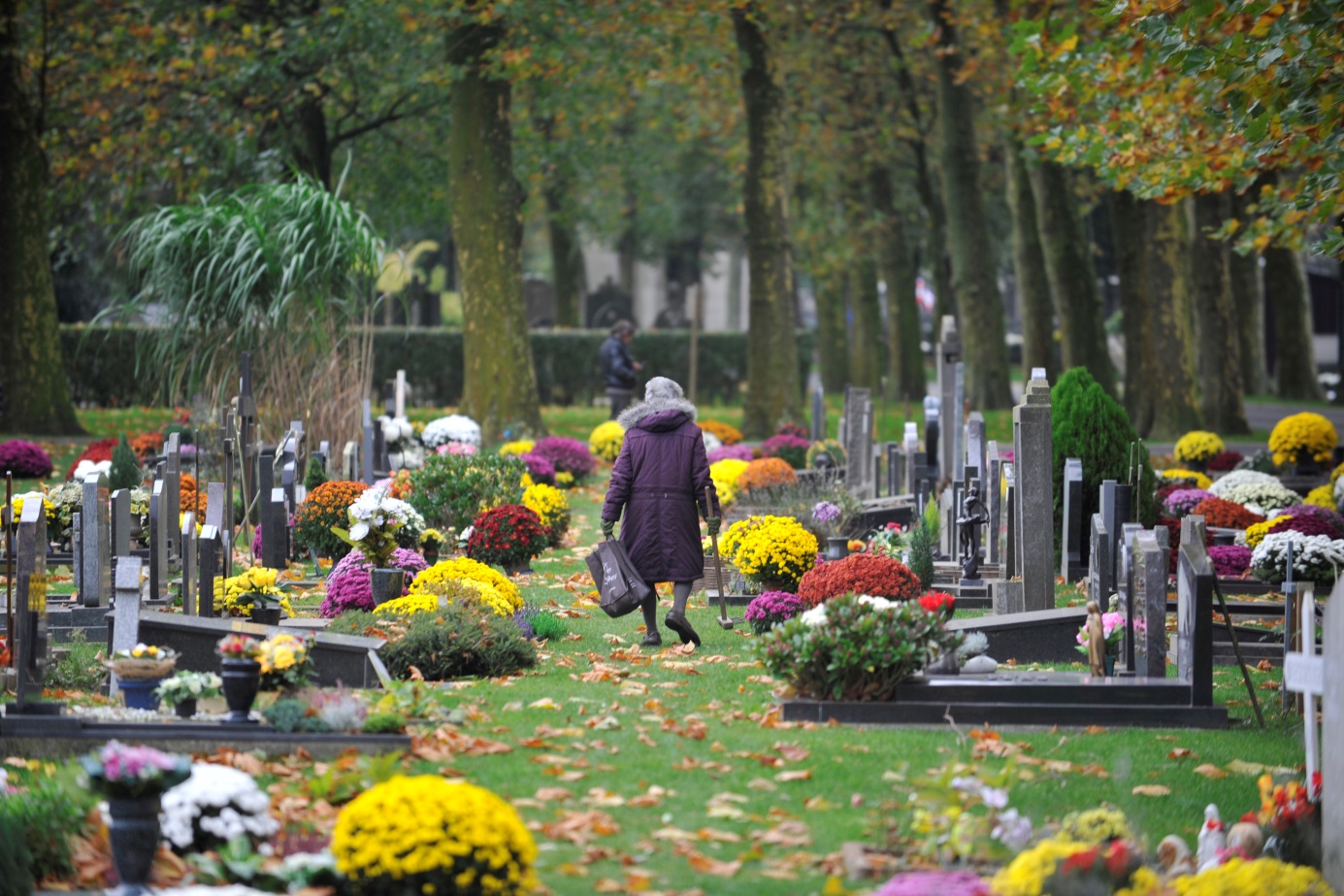 Chrysanten op de begraafplaats