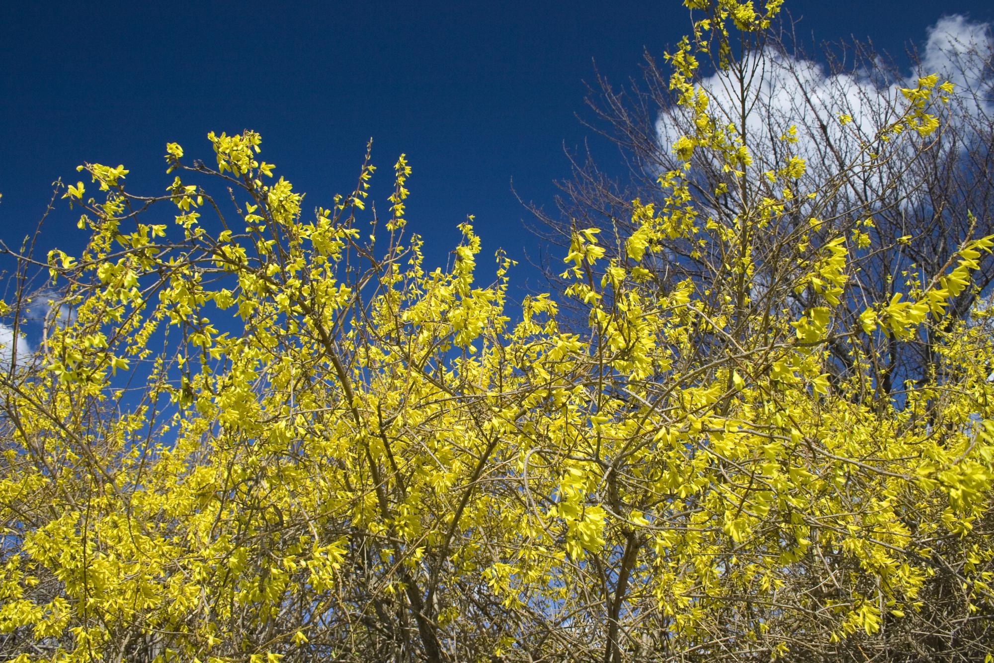 'De forsythia bloeit even uitbundig als andere jaren.' 