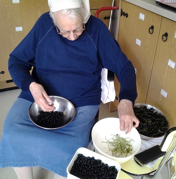 In priorij Klaarland helpen alle 16 zusters mee met de pluk en schoonmaak van het fruit voor de confituur.