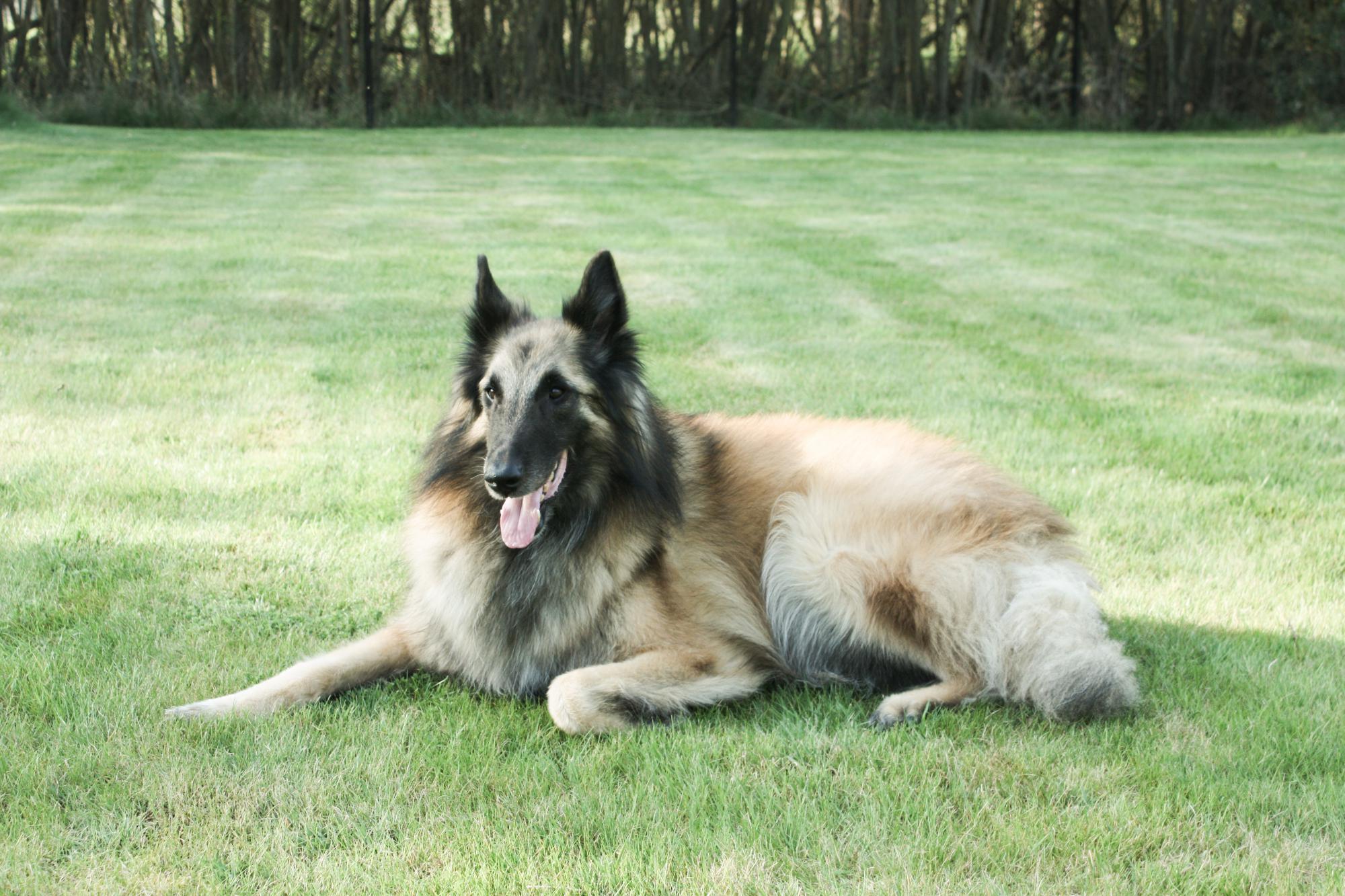 Ender, de eerste blindengeleidehond van Françoise, stierf aan een hersentumor in 2011.