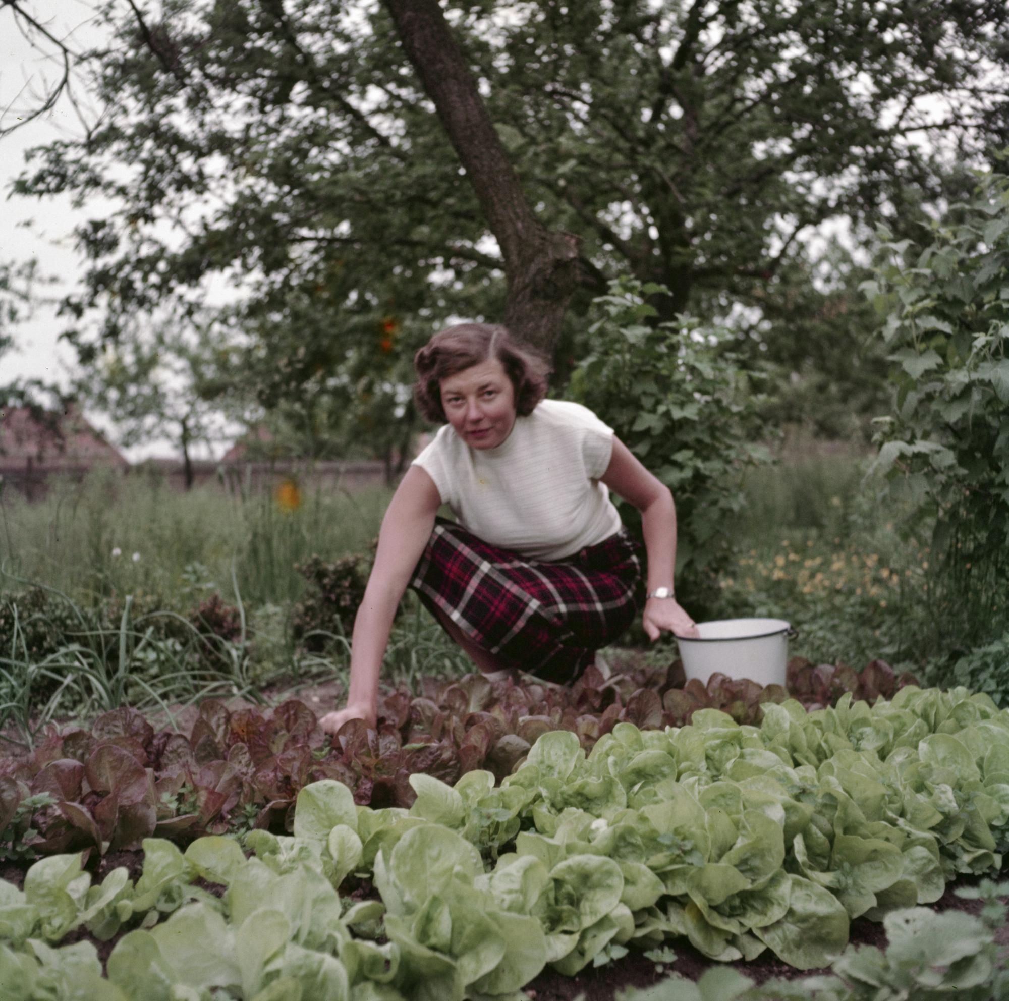 CAG, Huis van Alijn en Westhoek Verbeeldt zijn op zoek naar oude familiefoto’s van moestuinen. 