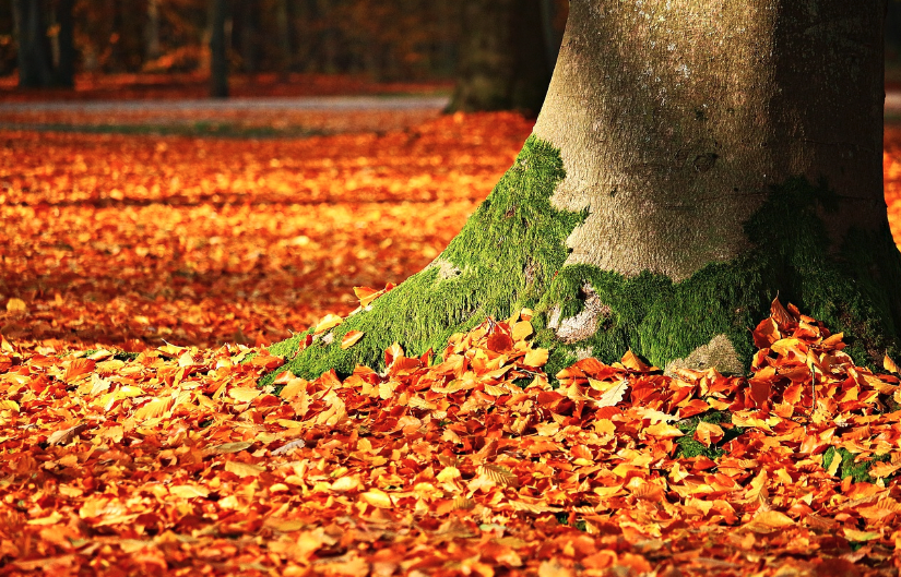 'Misschien is de herfst het beste seizoen voor besef. Als alles wegvalt en alleen de essentie overblijft.'