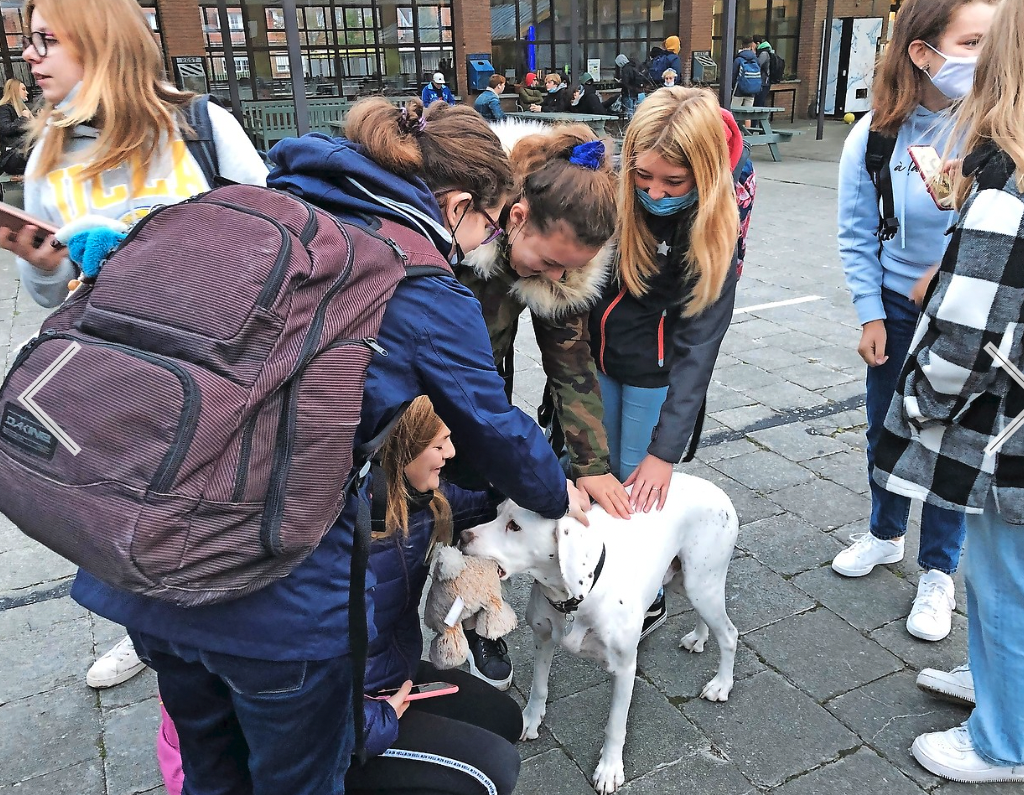 Op het VTI in Zeebrugge zwerft Flack rond, de hond van de directrice. De hond dient ook als bliksemafleider bij moeilijke gesprekken.