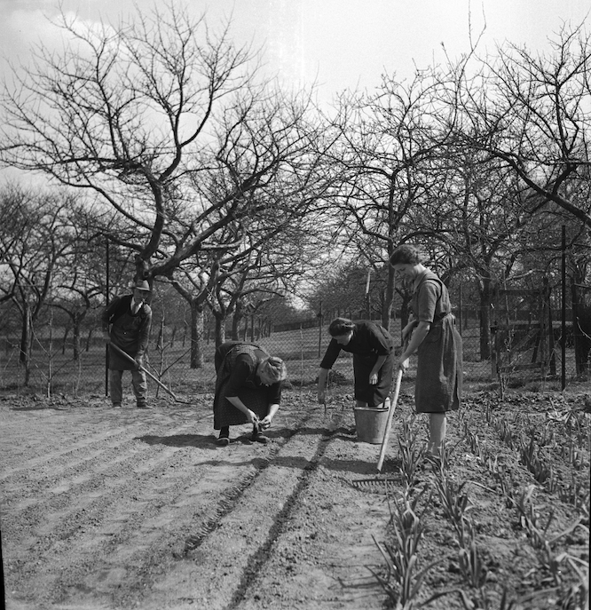 ‘MOES-tuin’ gaat op zoek naar voorwerpen en verhalen die de geschiedenis van moestuinen vertellen. 