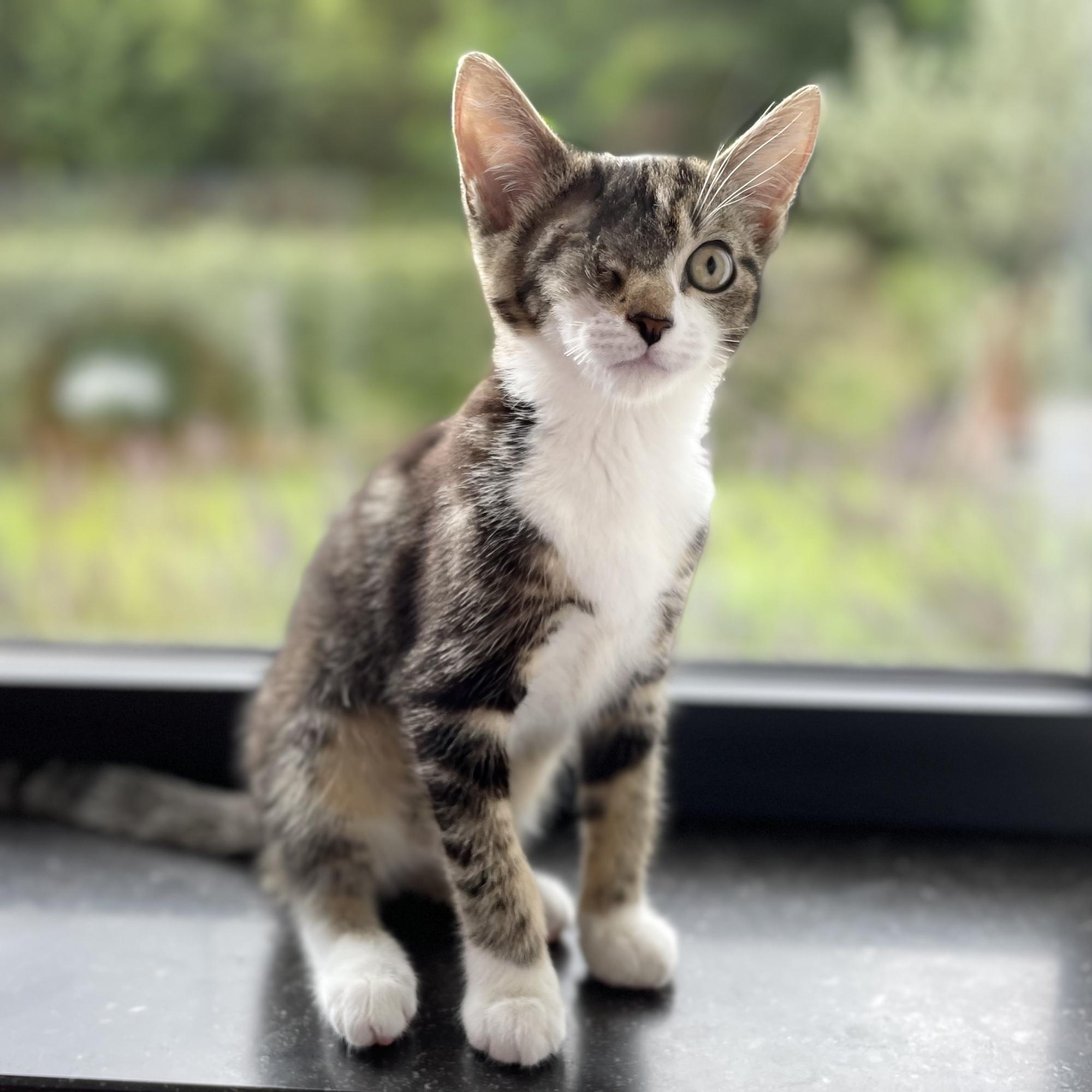 ‘’Denk je nu echt dat de Bijbel de oplossing is voor het probleem van Coco en de kat?’, klinkt het droogjes.’