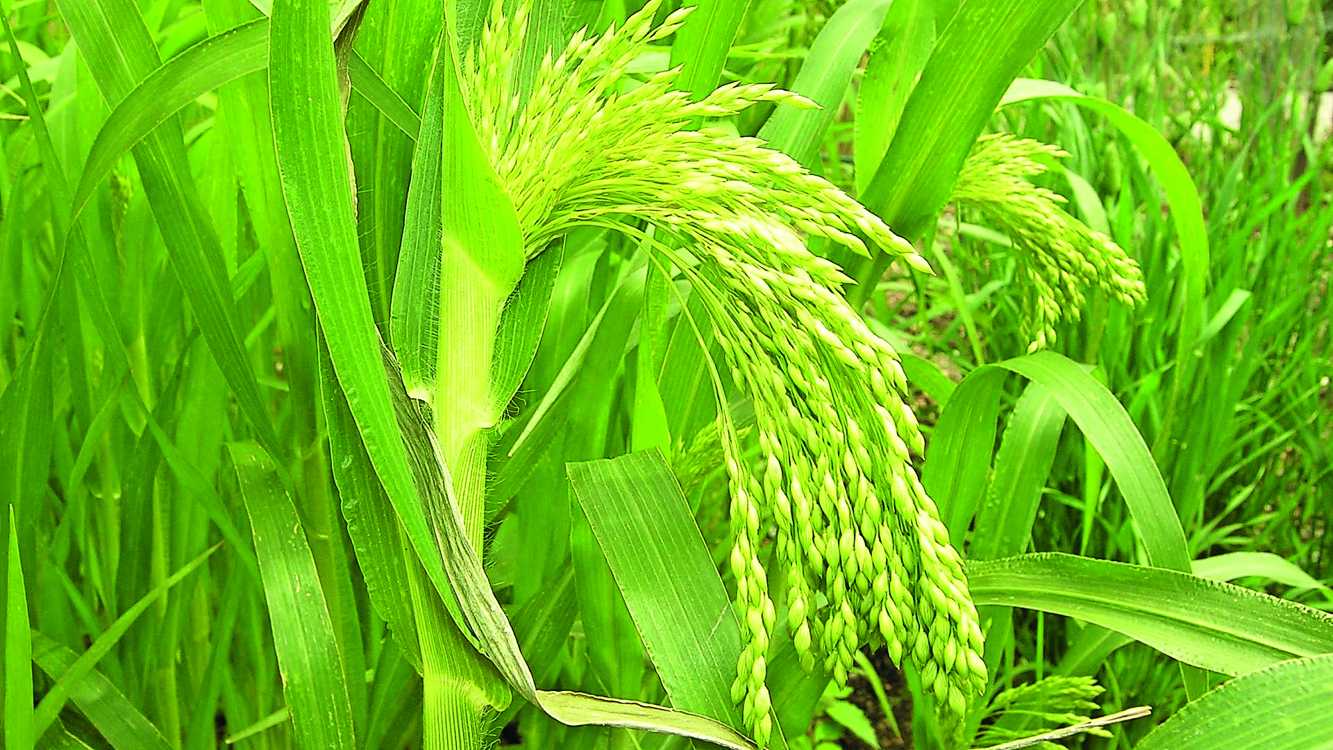 Panicum miliaceum of pluimgierst 