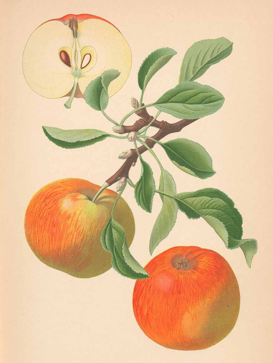 Appel - Malus domestica