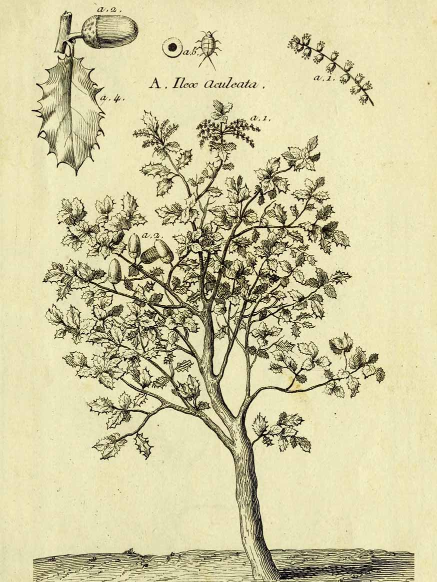 Hulsteik - Quercus coccifera