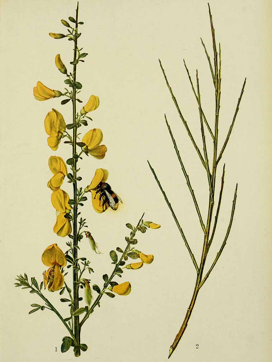 Gele brem - Cytisus scoparius