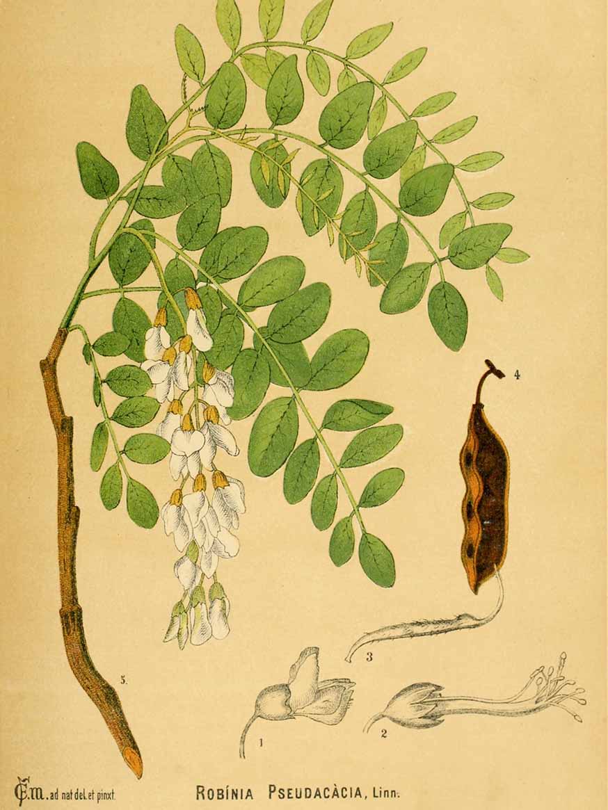 Robinia - Robinia pseudoacacia