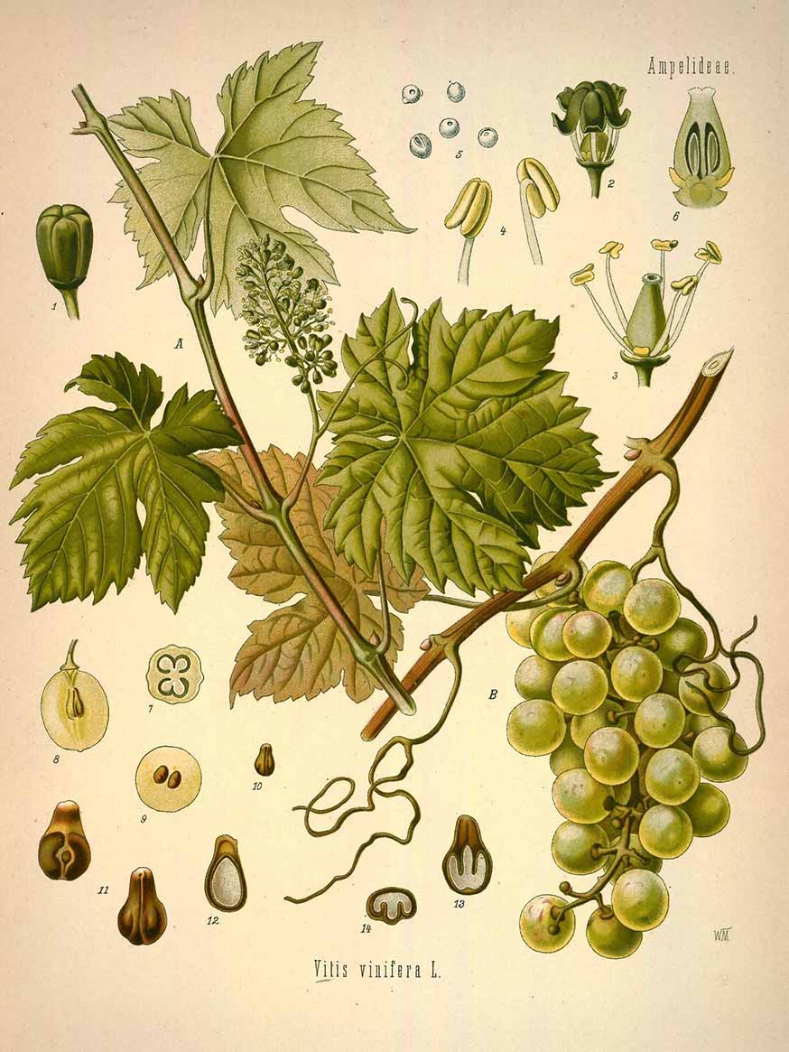 Druif - Vitis vinifera