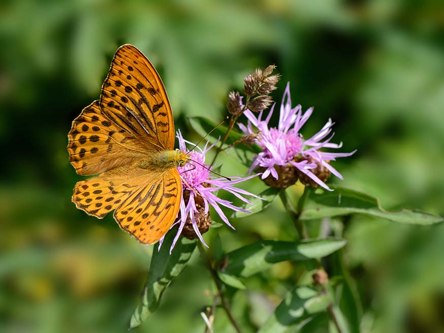 Keizersmantel (Argynnis paphia) laaft zich aan de nectar van het knoopkruid (Centaurea jacea)