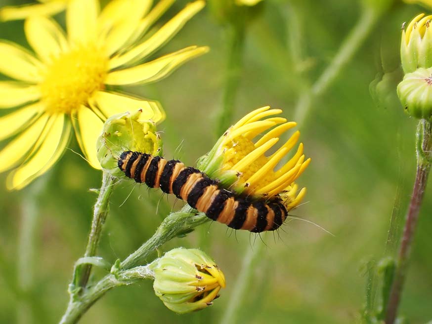 Rups van de sint-jacobsvlinder (Tyria jacobaeae) voelt zich thuis op jakobskruiskruid (Jacobaea vulgaris)