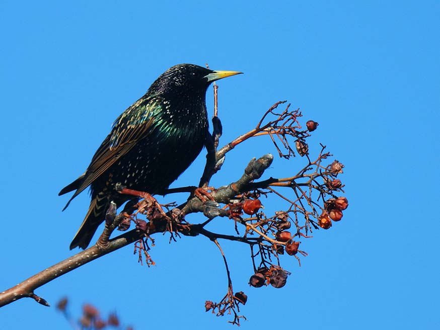 Een spreeuw (Sturnus vulgaris) neemt genoegen met de allerlaatste lijsterbessen (Sorbus aucuparia)