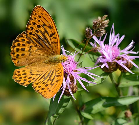 Keizersmantel (Argynnis paphia) laaft zich aan de nectar van het knoopkruid (Centaurea jacea)