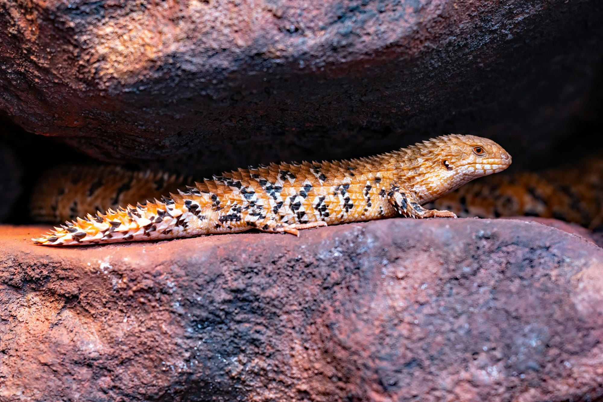 ’De kraaien blaten er als schapen en er lopen dinosaurusjes rond zo groot als je onderarm. Die heten skinks.’