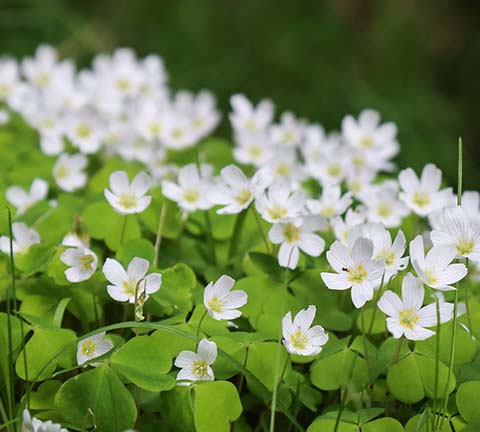 Witte klaverzuring - Oxalis acetosella