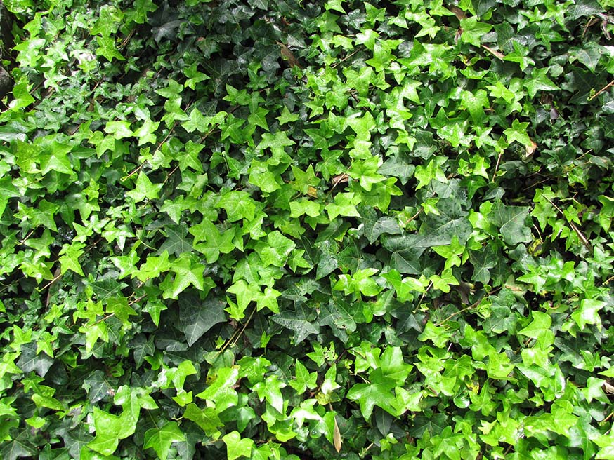 Altijdgroene klimop (Hedera helix) staat voor eeuwig leven en trouw