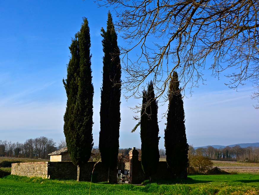 Italiaanse cipressen (Cupressus sempervirens) bij een kerkhof in Toscane