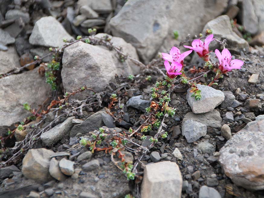 Rode steenbreek (Saxifraga oppositifolia): leven breekt door de rotsen in Spitsbergen, Noorwegen