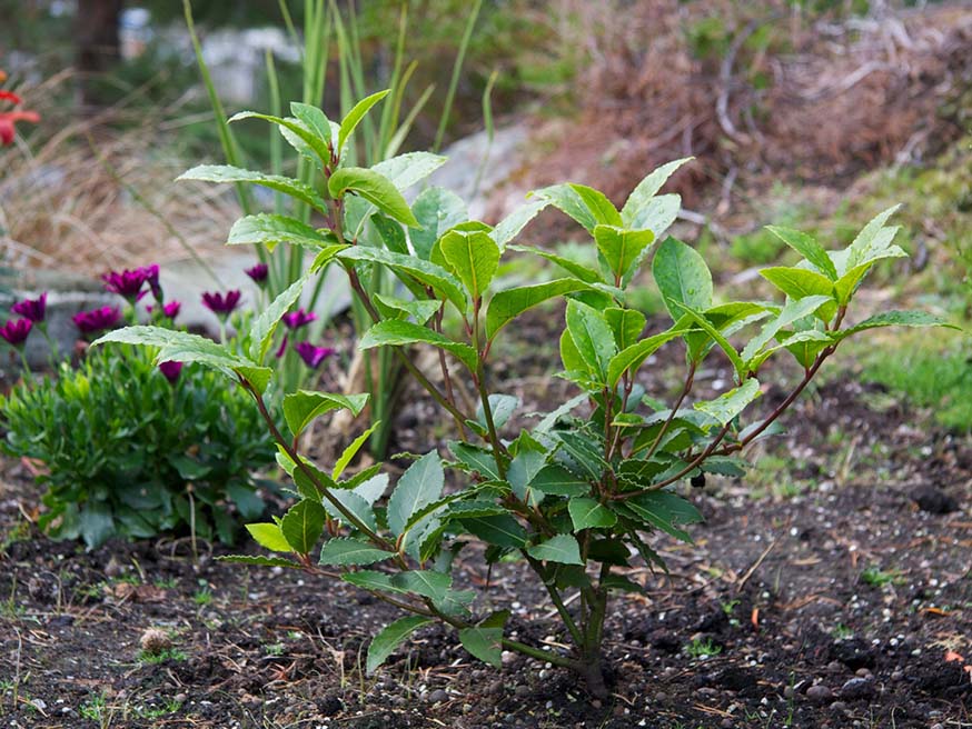 Laurier (Laurus nobilis) geeft smaak aan het leven, maar is bij ons niet winterhard