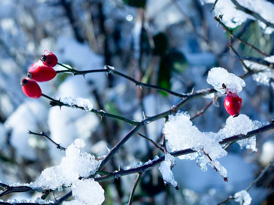 Rozen getuigen met hun bottels zelfs in de winter van een leven dat vrucht draagt