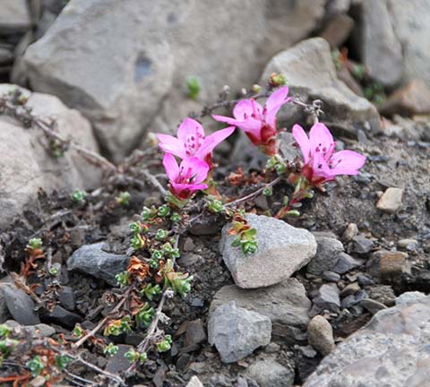 Rode steenbreek (Saxifraga oppositifolia): leven breekt door de rotsen in Spitsbergen, Noorwegen