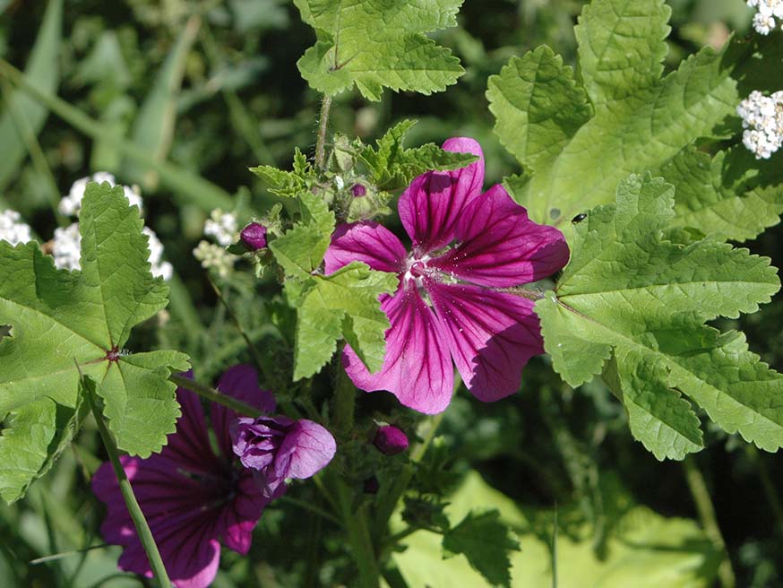 Je herkent groot kaasjeskruid aan de handvormige bladeren en de gestreepte magenta (soms roze) bloemen