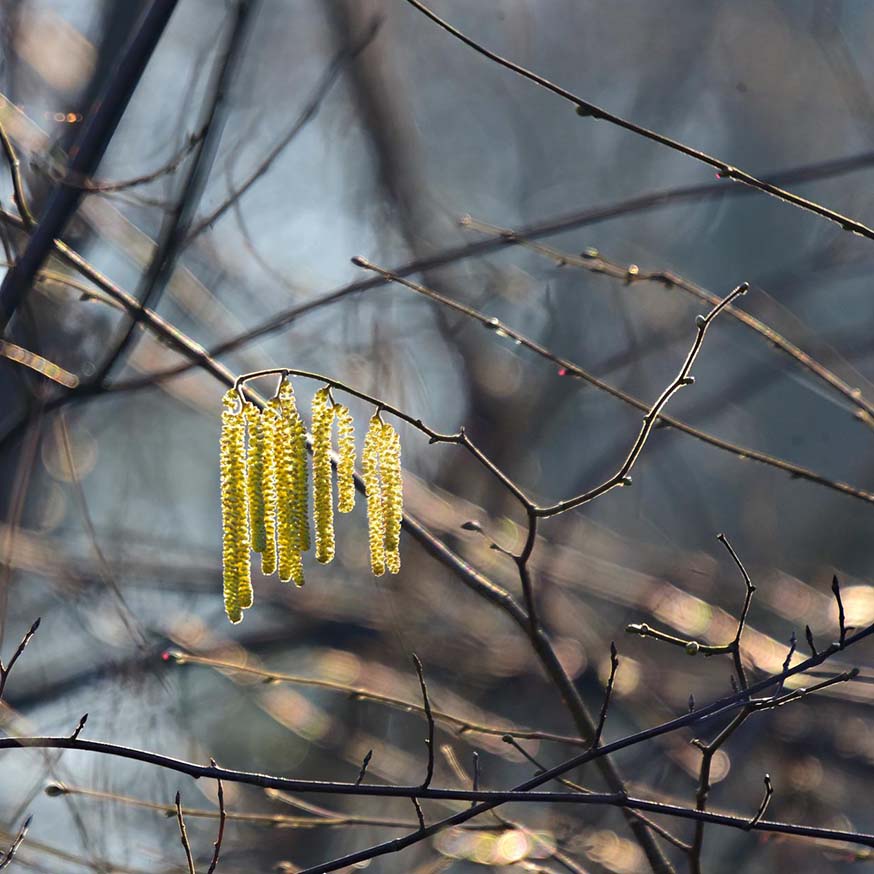 Mannelijke bloemen of ‘katjes’ van de hazelaar - Corylus avellana