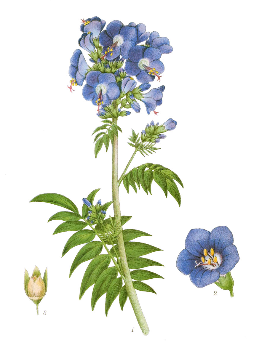 Jakobsladder - Polemonium caeruleum