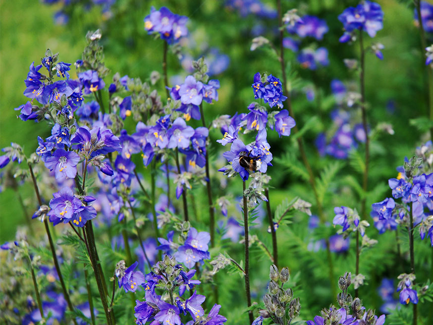 Jakobsladder - Polemonium caeruleum in je tuin