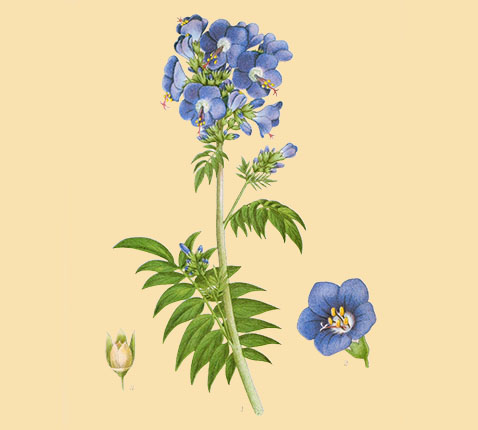 Jakobsladder - Polemonium caeruleum