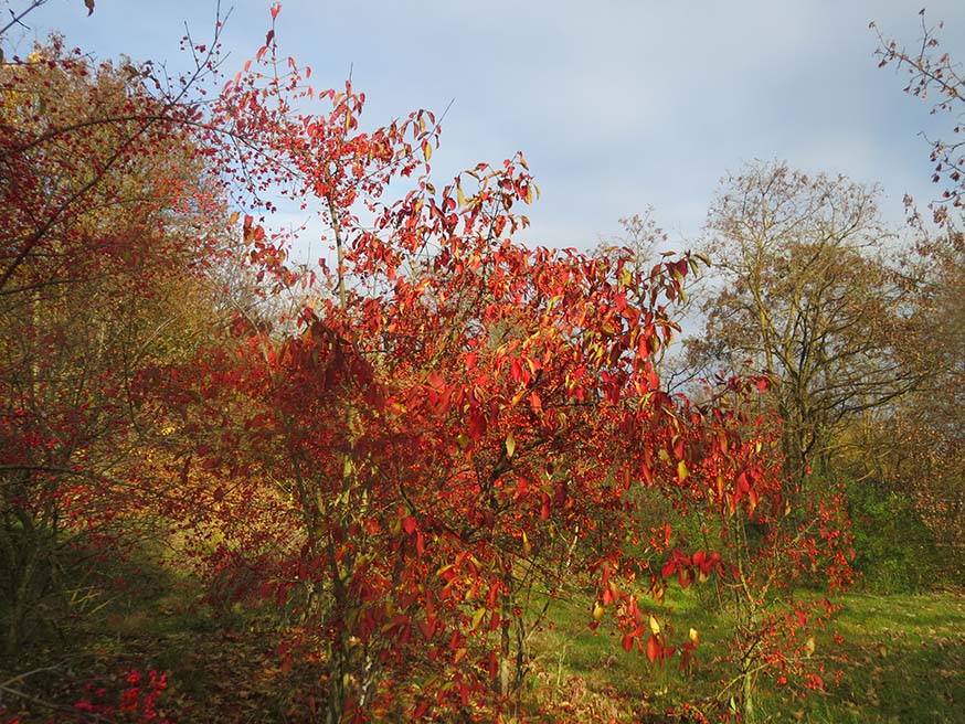 Wilde kardinaalsmuts - Euonymus europaeus is een inheemse kleine boom of struik, geschikt voor kleine tuinen, met mooie herfstverkleuring en schors en heel nuttig voor dieren