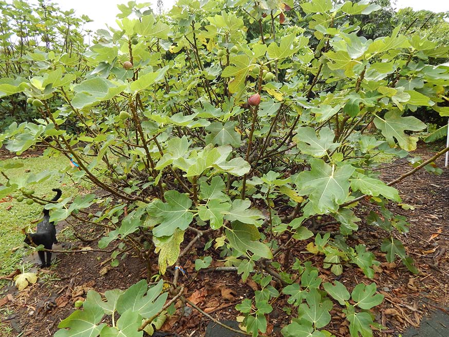 Vijg - Ficus carica is een van de belangrijkste bomen in de Bijbel en kan ook op een zonnige en beschutte plaats in Vlaamse tuinen vrucht dragen