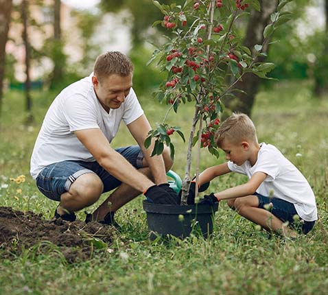 Welke boom kiezen voor je tuin? Wanneer en hoe plant je een boom?