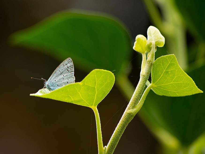 Klimop (Hedera helix) met een boomblauwtje (Celastrina argiolus)