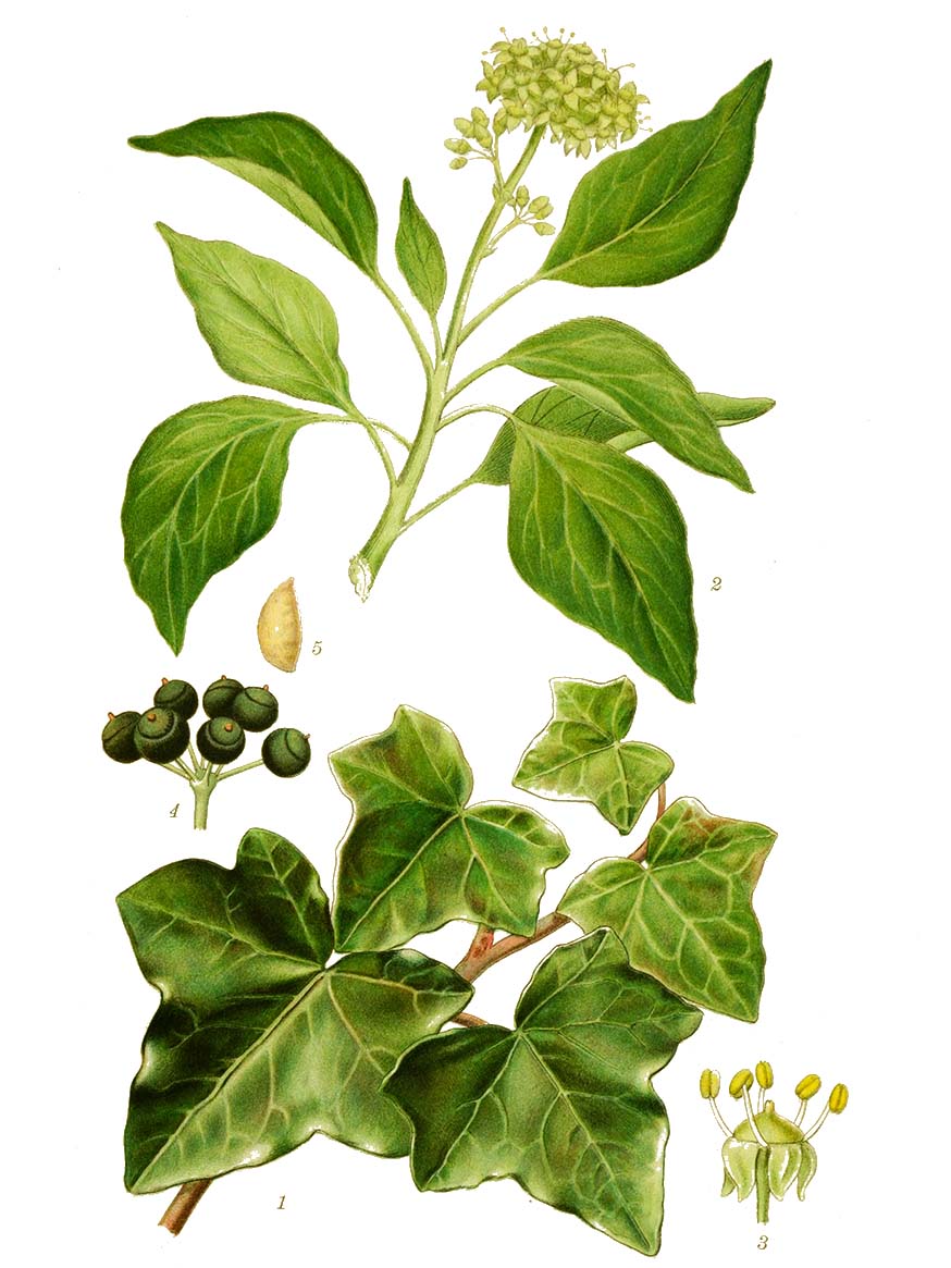 Klimop - Hedera helix